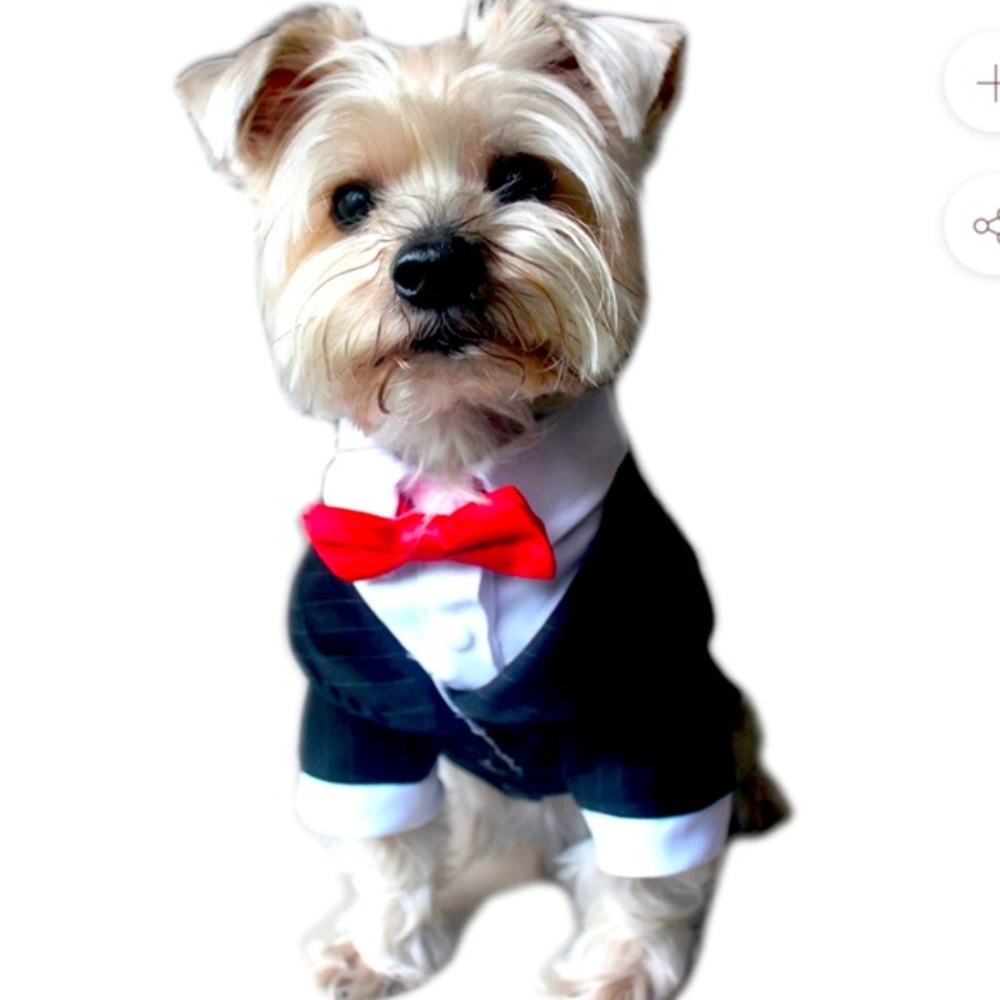 Dog Tuxedo